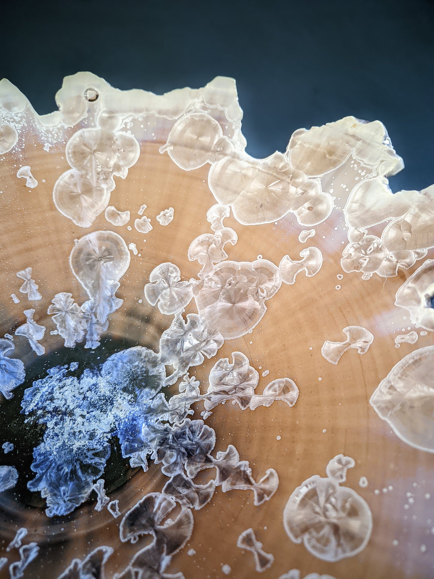 Edge of Humanity VII