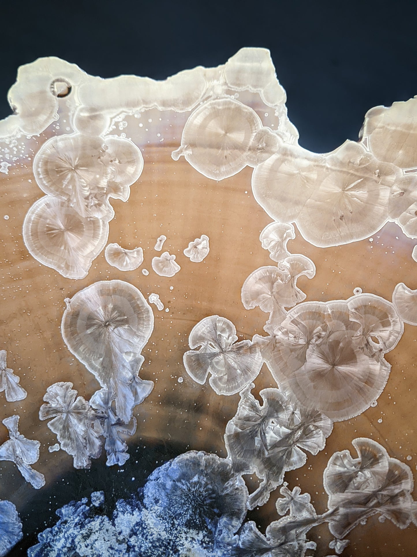 Edge of Humanity VII